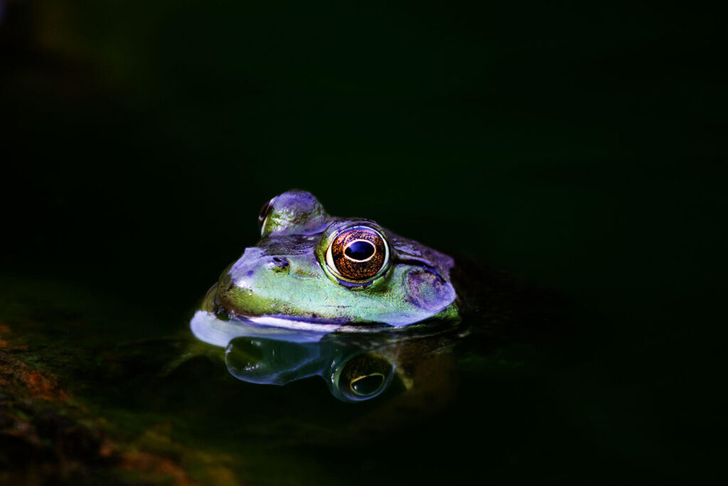frog in pond